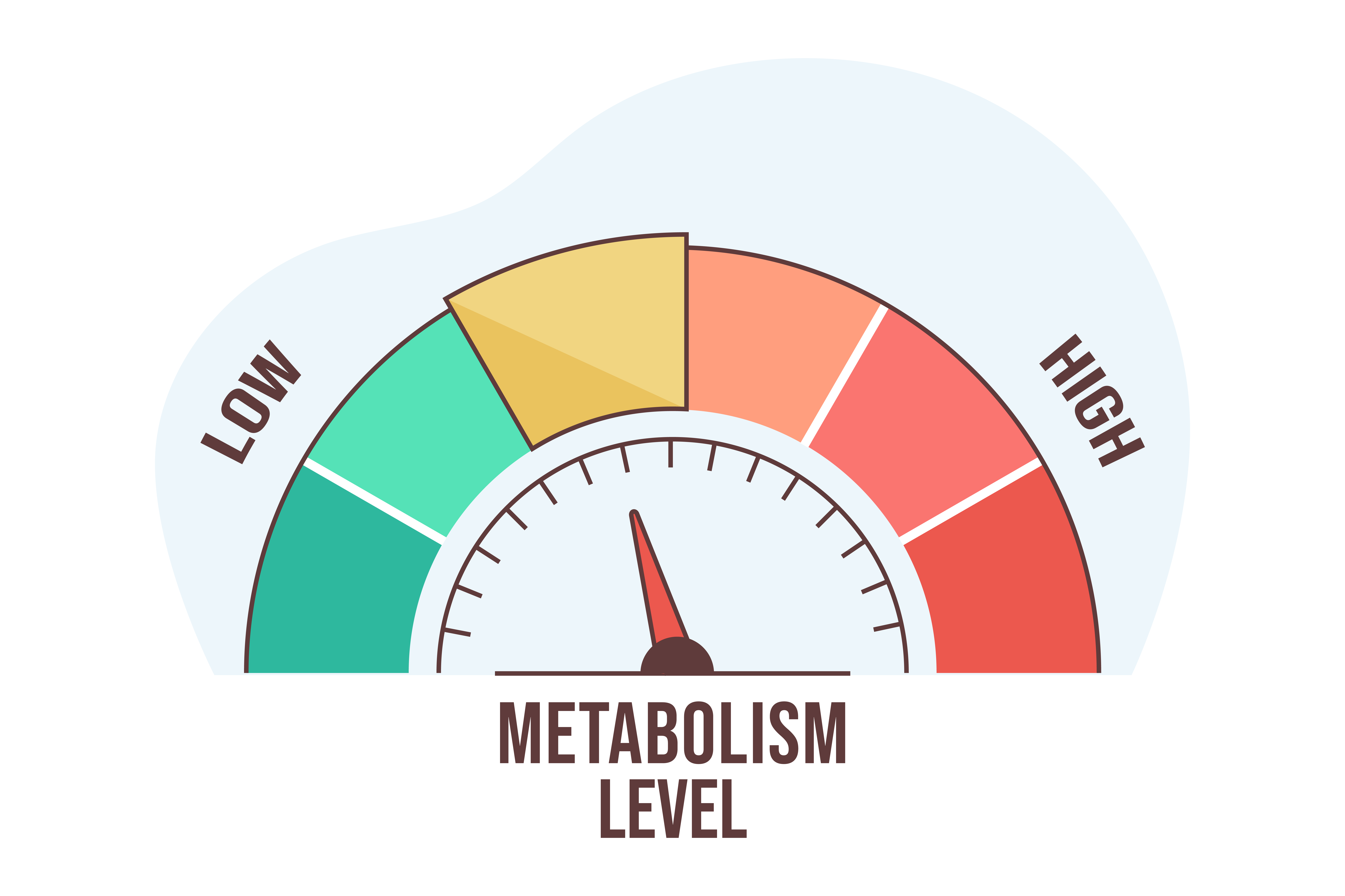 An Illustration Of The Metabolism Levels