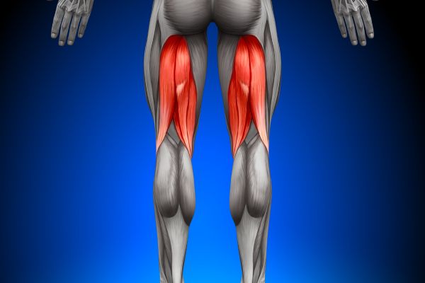 muscle building, strength training, fitness