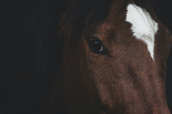 equine therapy