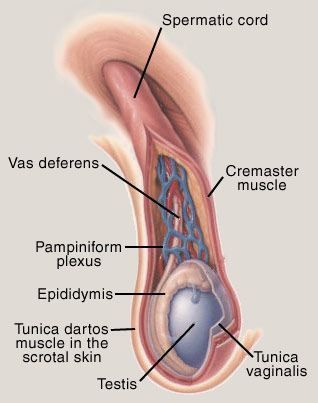 Anatomy of Cremaster Muscle 