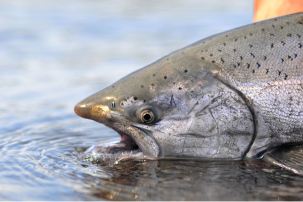 King/Chinook Salmon