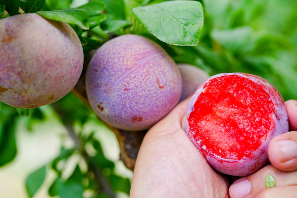 Eat the Pluot Fruit