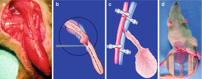 Cremaster Muscle Function