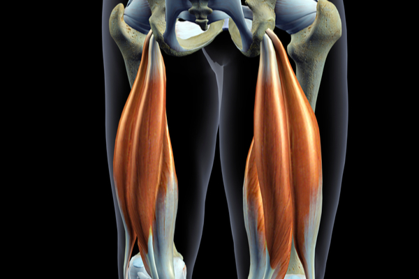 Hamstrings 