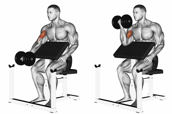 How to do Preacher Curl 