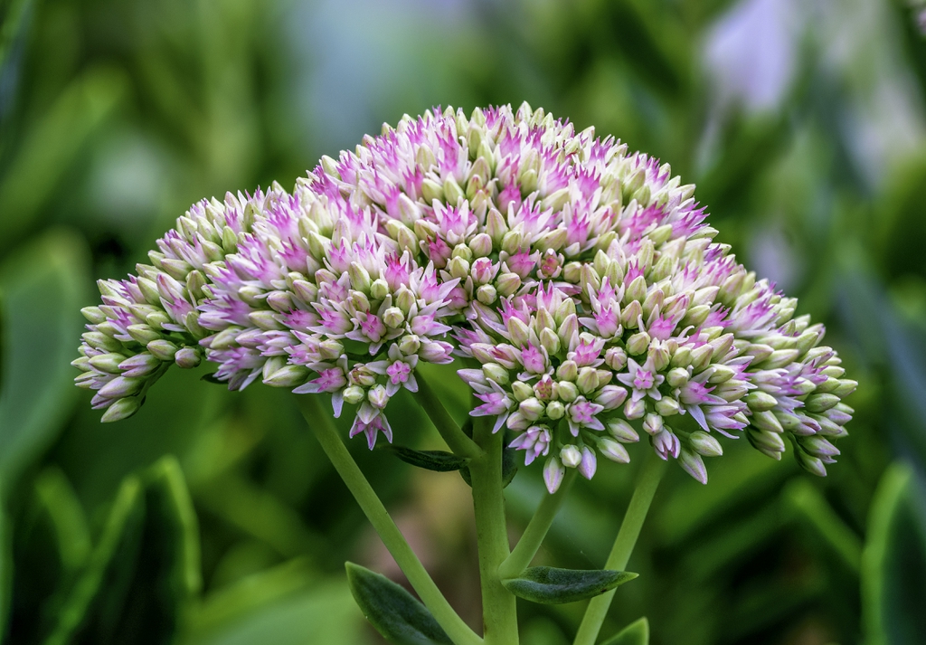 ice plant