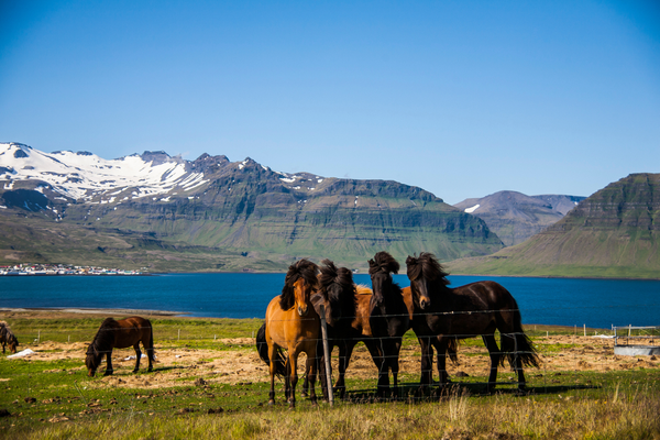 Golden Circle, Iceland Horse riding