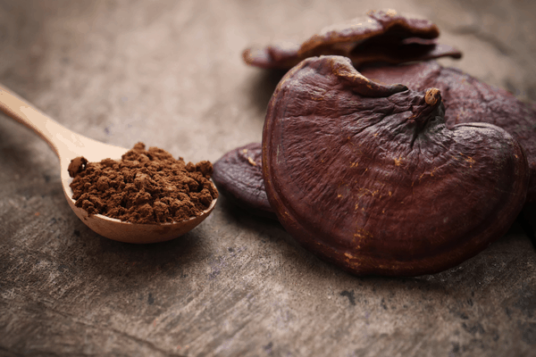 medicinal mushrooms