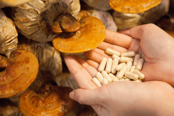 medicinal mushroom
