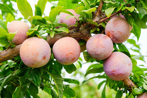 Pluot Nutrition Facts  