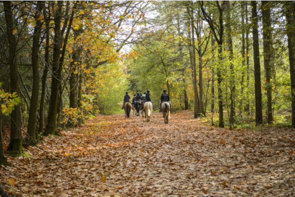 Reasons to Try Horse Riding