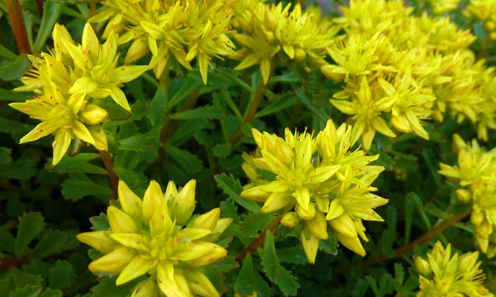 russian stonecrop