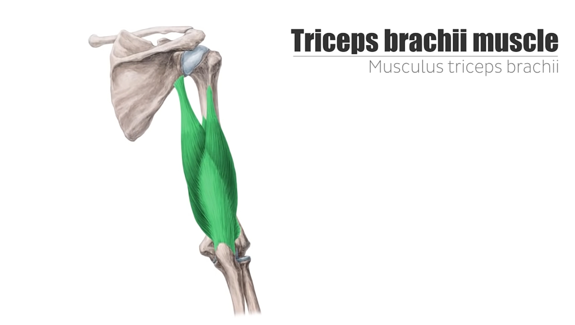 A Human Tricep Anatomy Illustration
