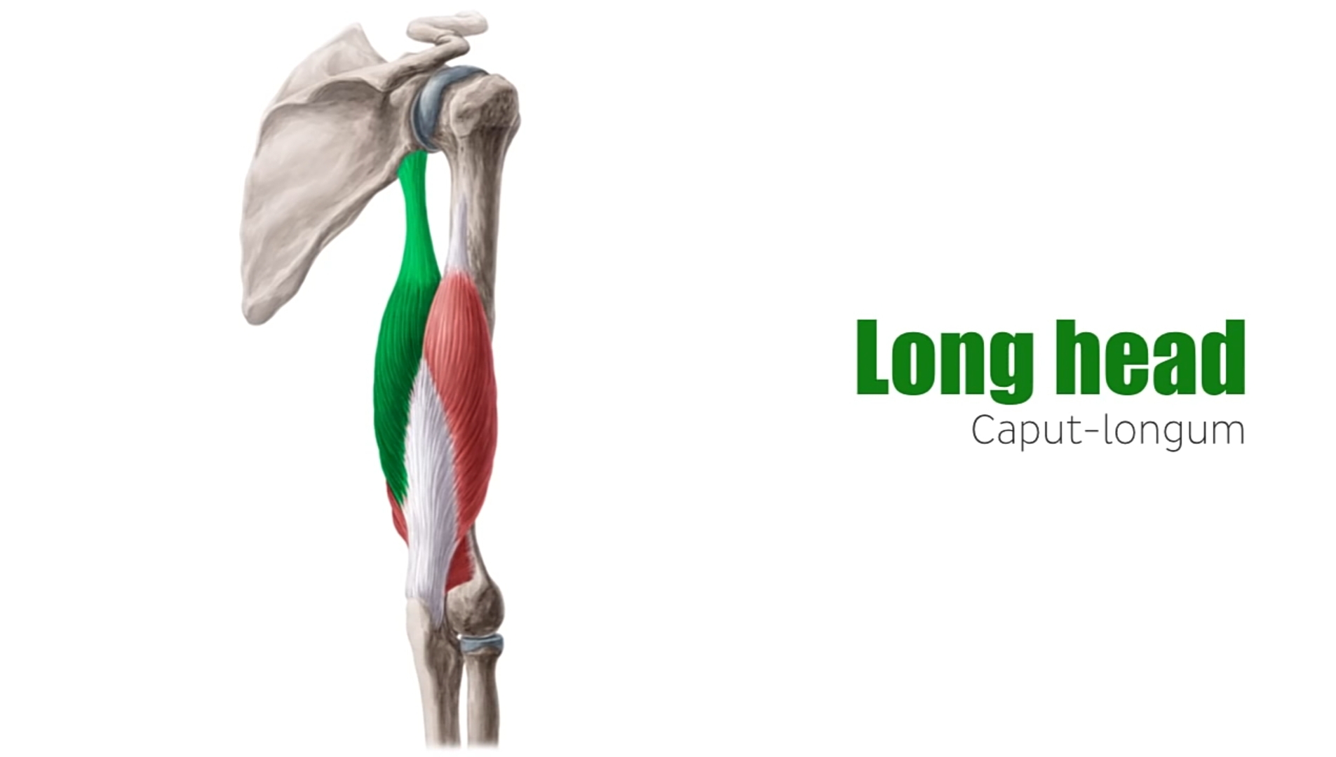 The Long Head Illustration 