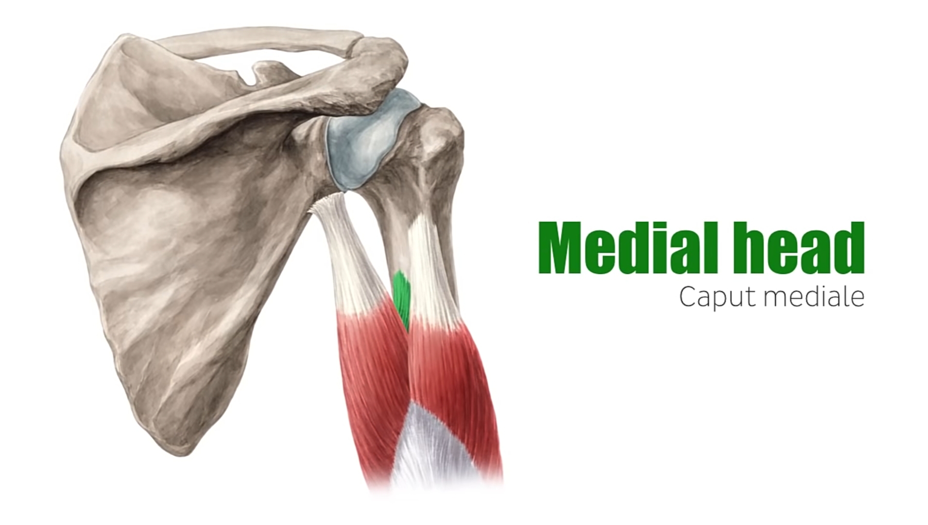 The Medial Head Illustration