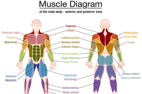 What is the posterior chain?