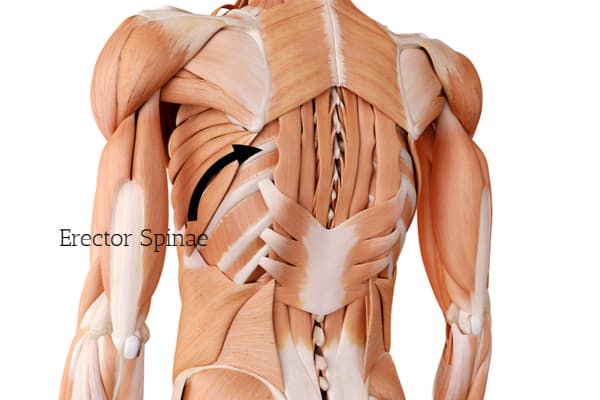 What is the posterior chain and importance of strong erector spinae.