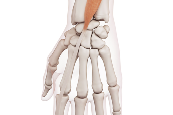 Wrist Extensors 