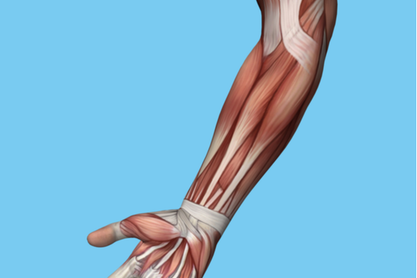 Wrist Flexors 