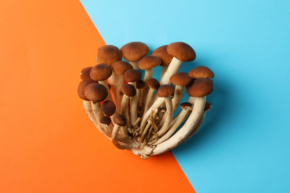 From the Gym to the Bedroom: What Does Research Really Say About Functional Mushrooms?