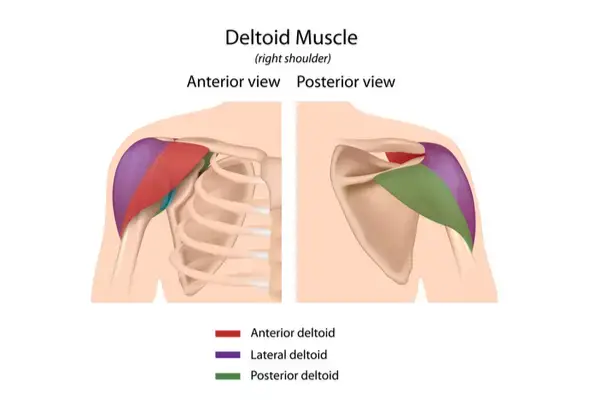 Anatomy of Deltoid exercises