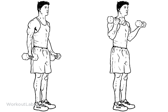 Standing_Dumbbell_Curl