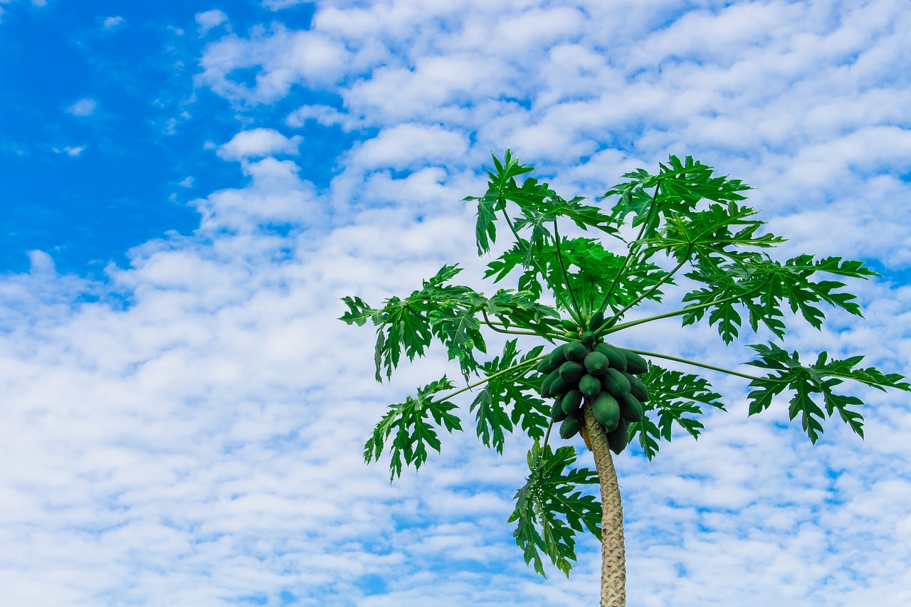 papaya-tree-2918226_1280