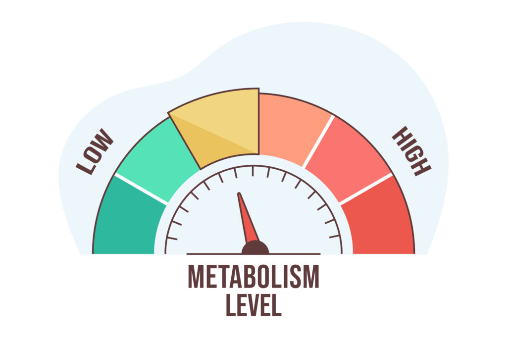 An Illustration Of The Metabolism Levels